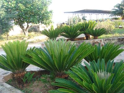 سیکاس, sago palm، بومی جنوب ژاپن